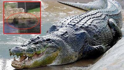 Korkunç anlar saniye saniye böyle kaydedildi: Göle düşen cam temizleyicisi, timsah saldırısında hayatını kaybetti