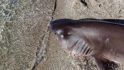 Tekirdağ'da tüyler ürperten görüntü. Marmaraereğlisi sahilinde yürüyüş yapan vatandaşlar korkutan manzarayla karşılaştı