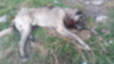Ankara'da vahşet! Tüfekle öldürülmüş köpekler bulundu