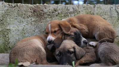 Sokak hayvanları için yeni düzenleme! Belediyeler 2 ayda bir denetlenecek
