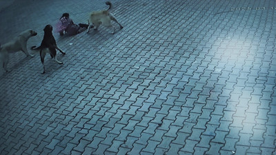 Adres Bu Kez de Sivas. 8 Köpek 10 Yaşındaki Çocuğa Saldırdı. O Anlar Saniye Saniye Görüntülendi