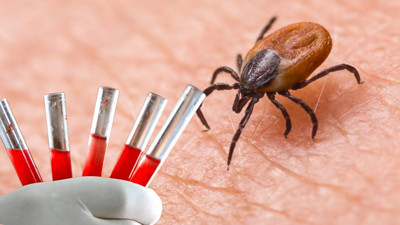 Keneler vücudunuzda cirit atacak: Bu kan grubuna daha çok geliyormuş