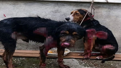 Burdur'da 2 köpeğe resmen işkence! Görüntüleri yürekleri cız ettirdi