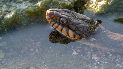Okul yemeğinde ölü yılan bulundu, 100'den fazla çocuk hastalandı