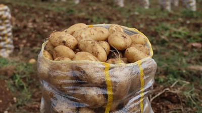 Yurt dışından gelen 2 bin tondan fazla patateste 2 farklı virüs tespit edildi