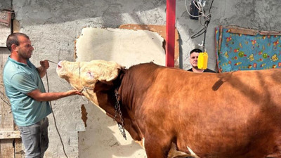 1 ton 200 kiloluk kurbanlık dana araba fiyatına alıcısını bekliyor