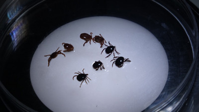 Sivas'ta 'KKKA' alarmı: 1 kişi hayatını kaybetti, 8 kişiye tanı konuldu