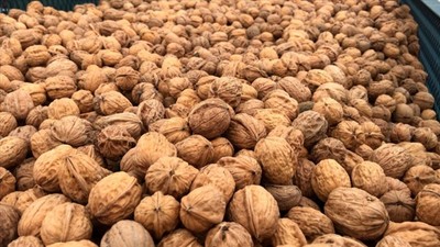 Cevizi Bir Gece Suda Bekletip Yerseniz Bakın Ne Oluyor! Meğer O Derde Deva Olmuş