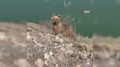 ‘Koca oğlan' diyerek seslenince olanlar oldu! Sivas'ta ayıyı görüntülemek isteyen vatandaş, az kalsın canından oluyordu