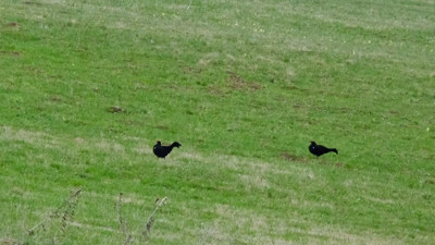 Ardahan'da belgeselleri aratmayan görüntü: Koruma altındaki dağ horozları, 'kur dansı' yaparken görüntülendi
