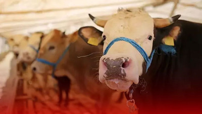 Kurban bayramına sayılı gün kaldı! Bu belirtileri gösteren kurbanlıkları satın almayın