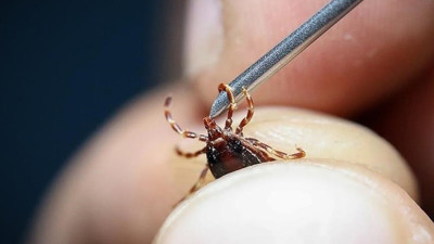 İstanbul'un o ilçesinde kene alarmı! Vaka sayısı 100'ü geçti