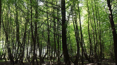 Muğla'da ormanlık alanlara girişler 5 ay yasaklandı