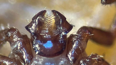 Asya kökenli kenenin hastalık bulaştırma riski var mı?