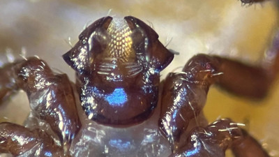 Türkiye'de İlk Kez Görüldü Uzman İsim Çağrı Yaptı