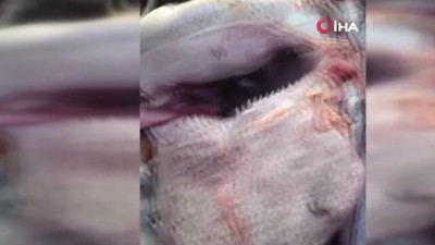 Bunlar Adamı Yer Kimse Akdeniz'de Denize Girmesin. Mersin'de Yine Köpekbalığı... Balıkçı Bu Sözlere Endişesini Dile Getirdi