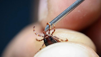 Kene bu sefer Çankırı'da can aldı! Can kaybı sayısı 16'ya yükseldi