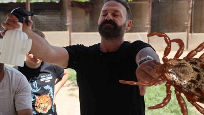 Bu spreyi sıkan keneyi uzak tutuyor! Keneye karşı doğal kalkanın sırrı Sivas'ta ortaya çıktı