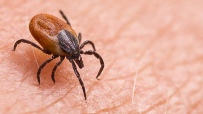 Kene kabusu devam ediyor! Hayatını kaybedenlerin sayısı yükseldi