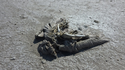 Tuz Gölü'nde korkunç görüntü! Suya ulaşmayan 2 bin yavru flamingo öldü