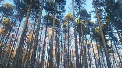 Samsun'da ormana girişler o tarihe kadar yasaklandı! Piknik, mangal ve semaver... Bunları yapana ceza