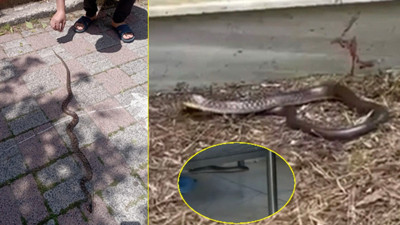 İstanbul'un 7 ilçesini yılanlar görüldü. Uzmanlar uyardı: Öldürürseniz büyük tehlike kapıda