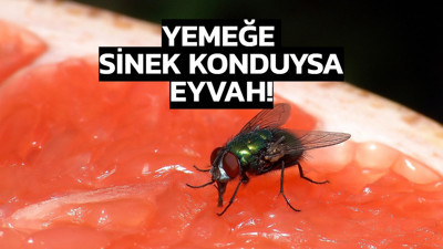 Sineği kovup yiyenler yandı: Yemeğe sinek konduysa iki kere düşünün