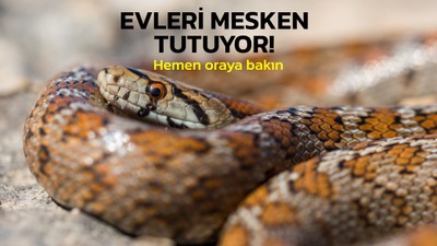 Yılanlar cirit atmaya başladı: Evinizin o köşesinde yılan olabilir hemen bakın