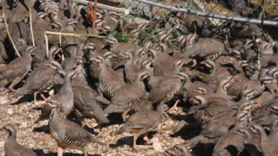 Kene ile mücadele için çözüme geçildi! Binlerce keklik doğaya bırakıldı