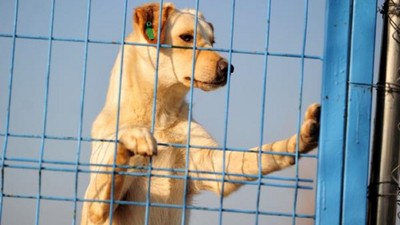 Uygulamanın süresi bitti. Evcin hayvanlarına çip taktırmayanlar binlerce lira ceza ödeyecek. Sokağa kedi köpek bırakmalarda artış var