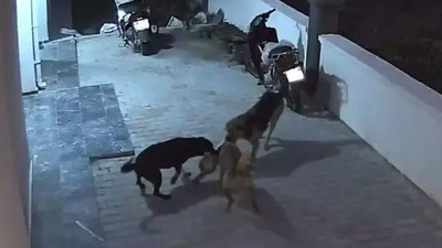 Muğla'da sokak köpekleri kediyi parçaladı! Dehşet anları güvenlik kamerasına yansıdı