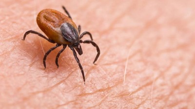 7 ilde kene alarmı: Havaların ısınmasıyla kabus geri göndü! Uzmanlardan dikkat çeken uyarı: Ölümcül sonuçlara neden olabilir