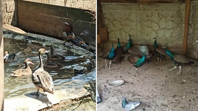 Ev değil adeta hayvanat bahçesi! Sakarya'da bir evde 129 yaban hayvanı ele geçirildi