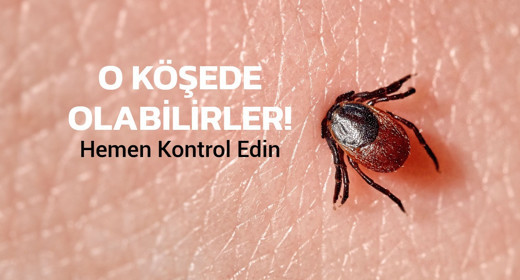 Evinizin o köşesinde kene olabilir: Bu küçük parazit evinize yerleşmiş olabilir