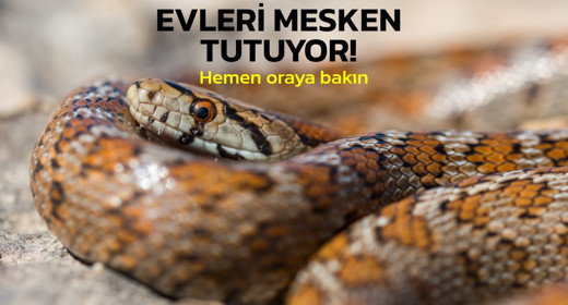 Yılanlar cirit atmaya başladı: Evinizin o köşesinde yılan olabilir hemen bakın