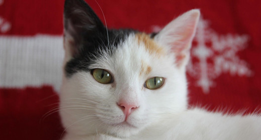 Kedilerin Sürekli Sol Tarafa Yatmasının Sırrı Ortaya Çıktı