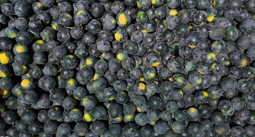 Tarlada Kaldı Fiyatlar 25 Liradan 2.5 TL'ye Düştü