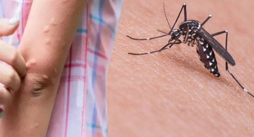 Batı Nil Virüsü alarmı! Her 10 kişinden biri ölüyor. İstanbul'da da rastlanıyor