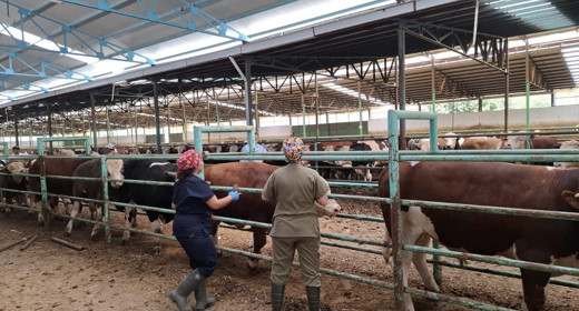 Şap hastalığı sonrası et ve süt fiyatları arttı mı? Bakanlık iddiaları yanıtladı