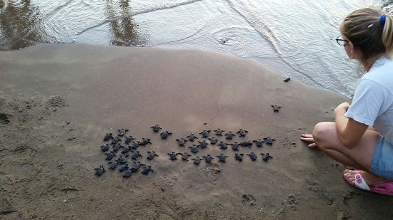 Film çekimlerine Caretta Caretta arası