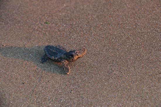 Film çekimlerine Caretta Caretta arası - Resim : 3