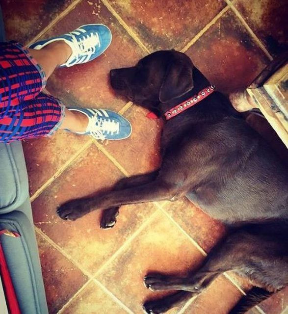 Tanem Sivar’ın acı günü: Django ve Pamuk’u zehirlediler! - Resim : 2