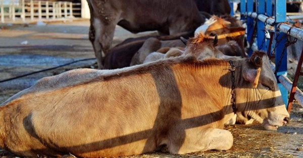 Kayseri'de salgın paniği: Giriş çıkışlar yasaklandı. Şap karantinası nedeniyle hayvan giriş-çıkışı yapılmayacak