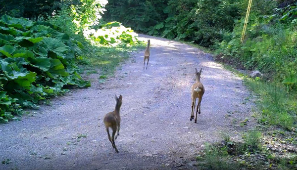 Vaşak fotokapana takıldı. Nesli tükenme tehlikesi altındaydı Düzce'de görüntülendi - Resim : 2
