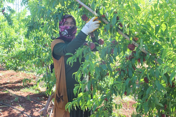 Tarlada 8 TL. Hasat başladı şeftali toplayanları sıcak vurdu