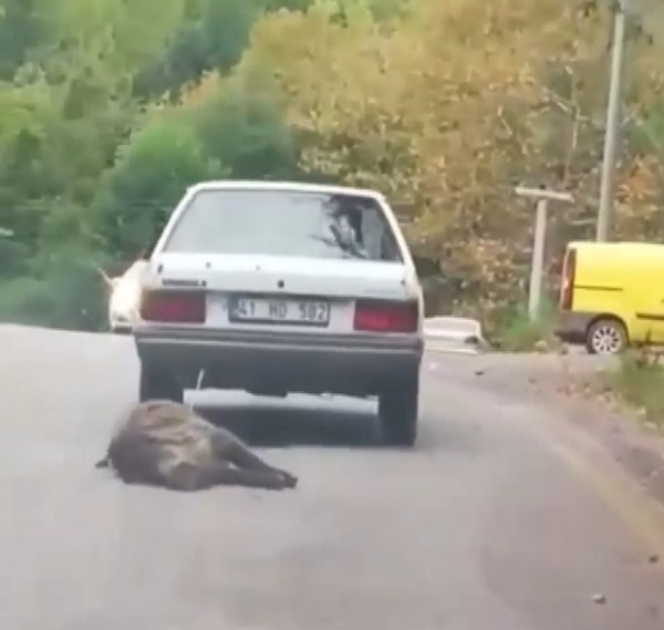 Hayvana şiddet bitmiyor: Domuzu  otomobilinin arkasına bağlayıp sürükledi; o anlar kamerada