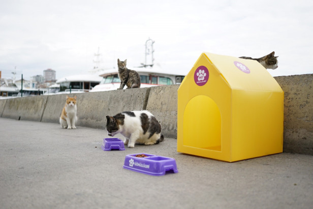 Masumiyet'in İrem'inden Dünya Hayvanları Koruma Günü'nde örnek davranış - Resim : 3