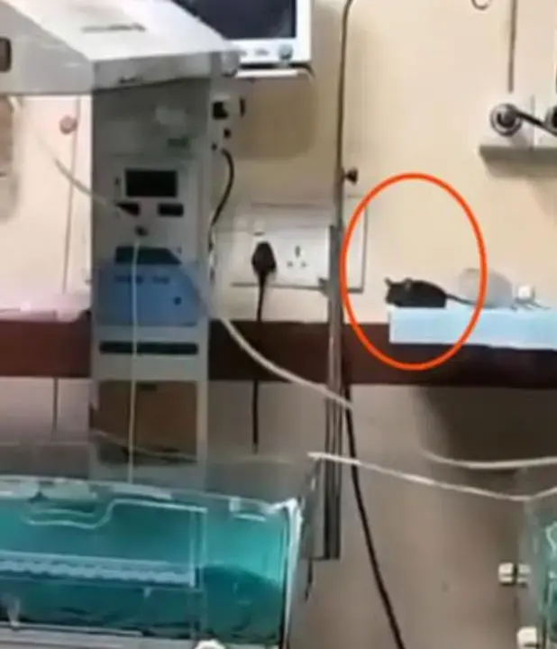 O hastanede bebekler dehşeti yaşadı! Yenidoğan ünitesini fareler bastı