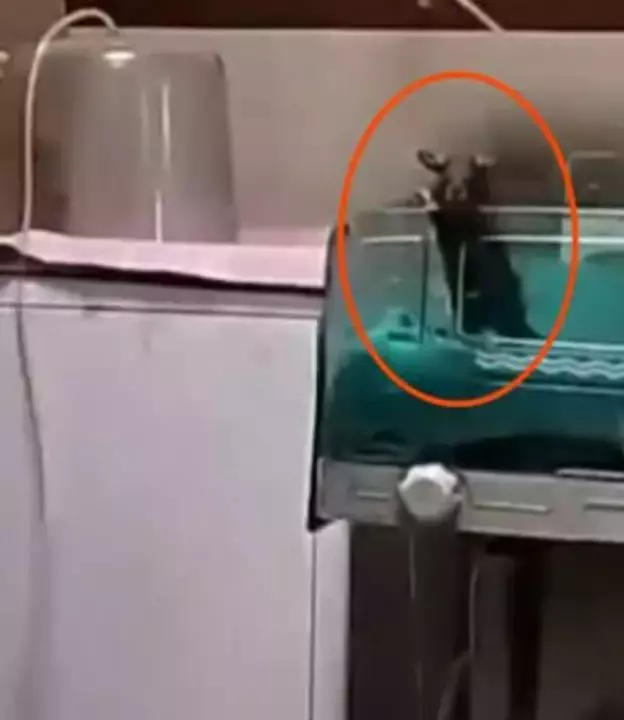 O hastanede bebekler dehşeti yaşadı! Yenidoğan ünitesini fareler bastı - Resim : 2