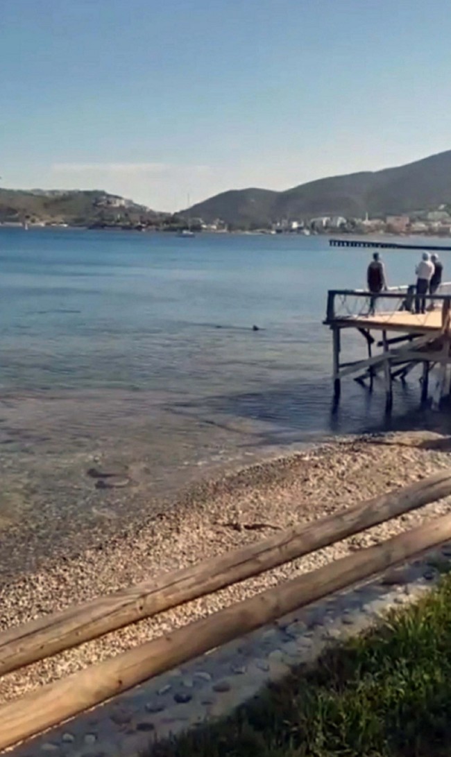 Dün Antalya bugün Muğla! Sahillerde köpek balığı alarmı